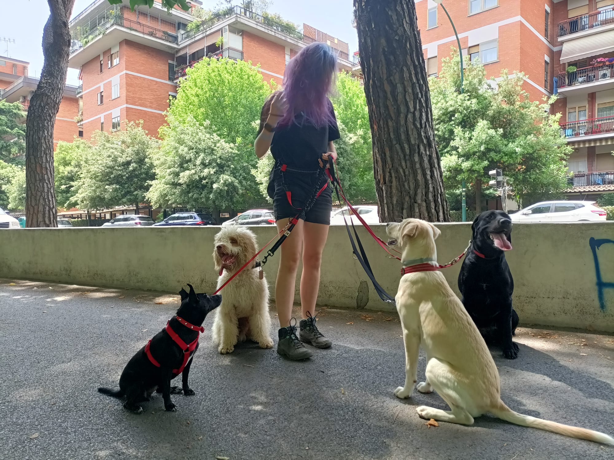 Passeggiata con quattro cani